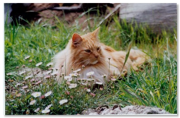 Orange tabby cat, Sherman, in garden flowers